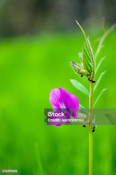 Ameisen In Der Natur Stockfoto und mehr Bilder von Ameise - Ameise, Arbeiten, Arbeiter