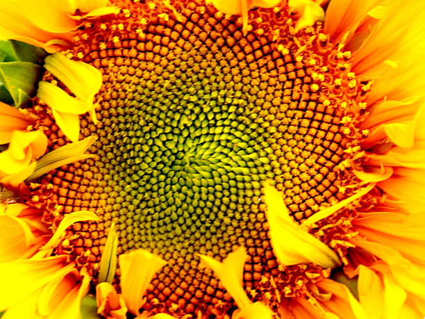 istock beautiful sunflower 474102179
