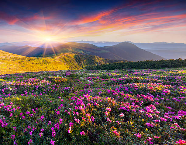 istock Magic pink rhododendron flowers in the mountains. 474104491