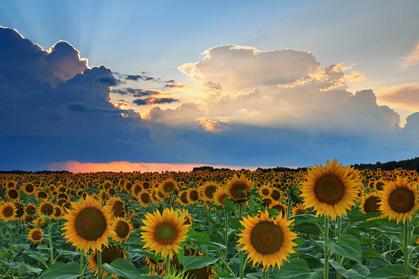 istock Sunflowers on the sunset 474104630