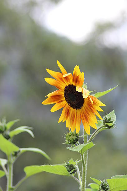 istock Colourful flower garden in full bloom 474104694