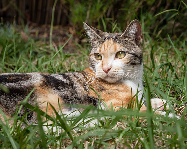 istock Calico Cat Lying in Long Grass Looking Over Her Shoulder 474104996