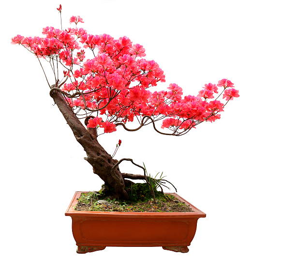 istock Red azalea bonsai isolated on white background 474105400