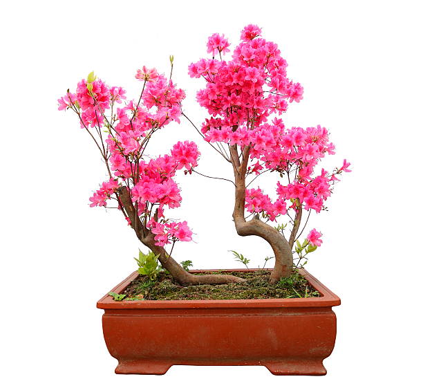 istock Red azalea bonsai isolated on white background 474105428