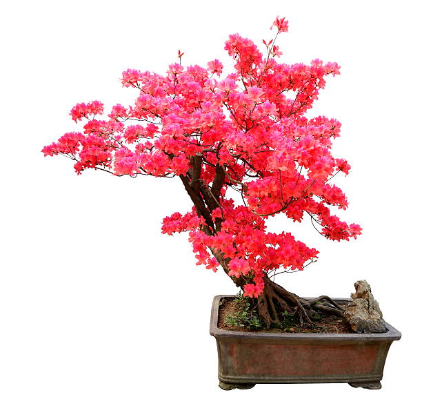 red azalea bonsai, isoliert auf weißem hintergrund - azalea magenta flower red stock-fotos und bilder