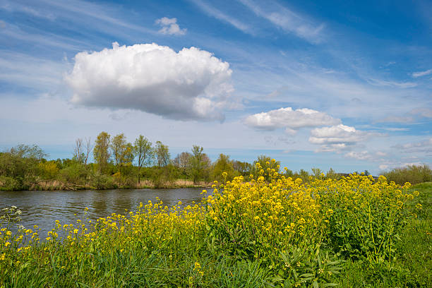 istock Wild flowers along a sunny canal in spring 474105758