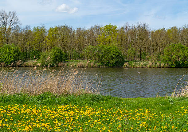 Wild flowers along a sunny canal in spring
