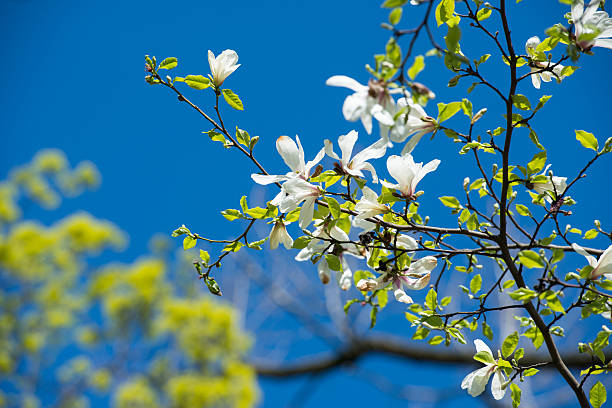 istock White Magnolia Flowers In Spring 474105990