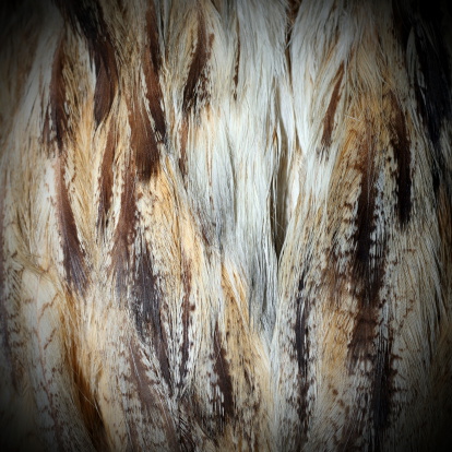 eurasian eagle owl ( bubo bubo ) plumage detail