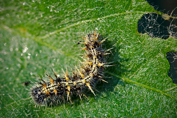 Painted lady butterfly caterpillar, Vanessa cardui, feeding on soybean leaf. Illinois, USA.