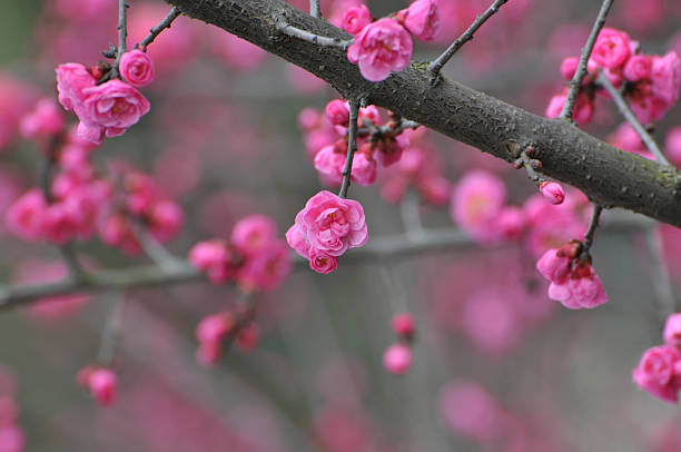 istock Beauty in nature 474107055