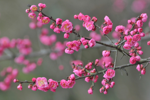 Close up of blossom pink plum