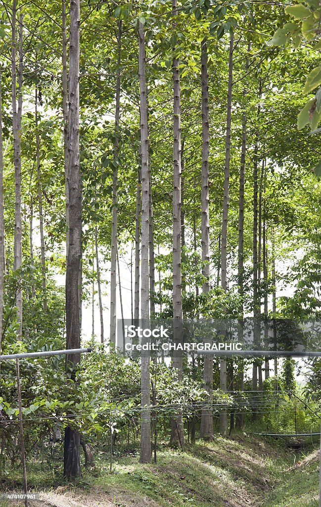 Anthocephalus chinensis tree Farm of Anthocephalus chinensis tree,  Kadam tree,  it's tropical tree for industry wood ferniture Agriculture Stock Photo