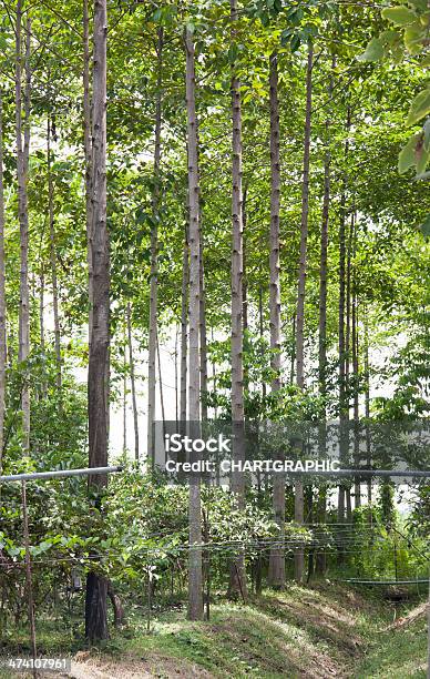 Anthocephalus Chinensis Tree Stock Photo - Download Image Now - Agriculture, Asia, Bangladesh