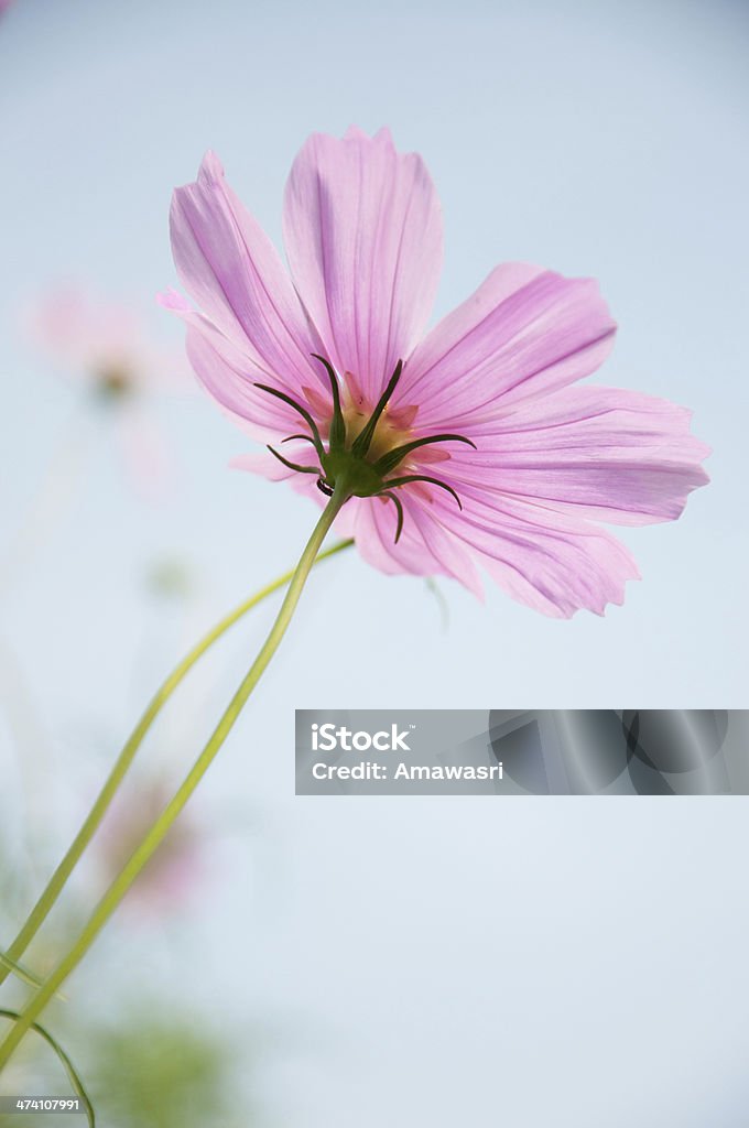 Lindo Floral fronteira - Foto de stock de Abstrato royalty-free