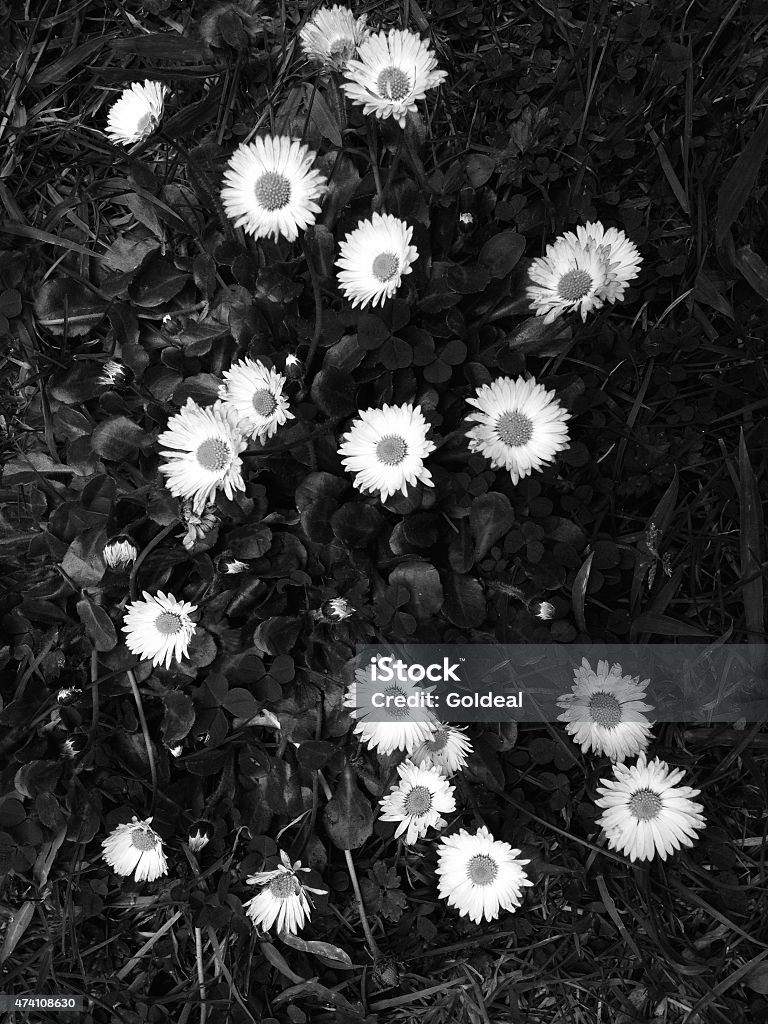 Wild Daisies Wild Daisies in the afternoon, taken with iPhone Black And White Stock Photo