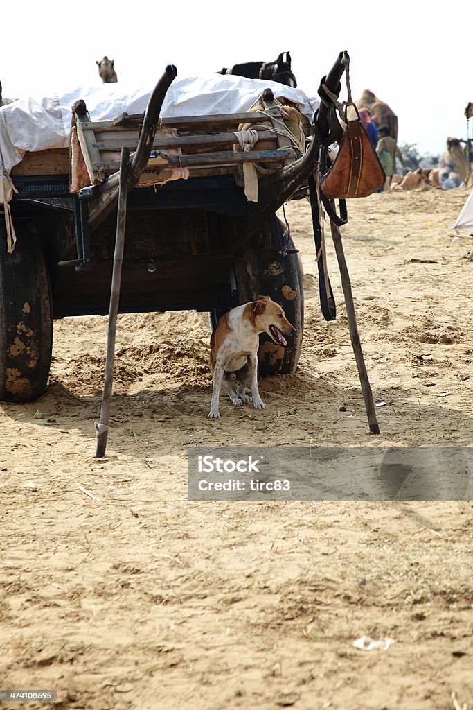 Cachorro descansando na sombra em camelo - Foto de stock de Abaixo royalty-free