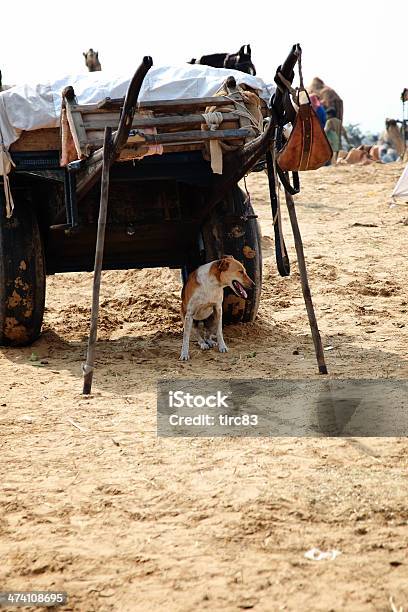 Foto de Cachorro Descansando Na Sombra Em Camelo e mais fotos de stock de Abaixo - Abaixo, Animal, Camelo - Camelídeos