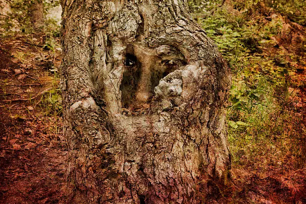 Face in an ancient gnarled tree created with photomanipulation and textures.