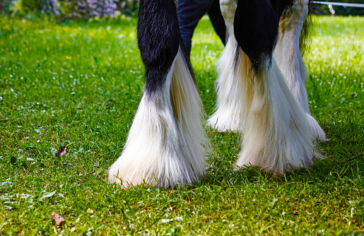 Long haired legs of a horse outdoor close up