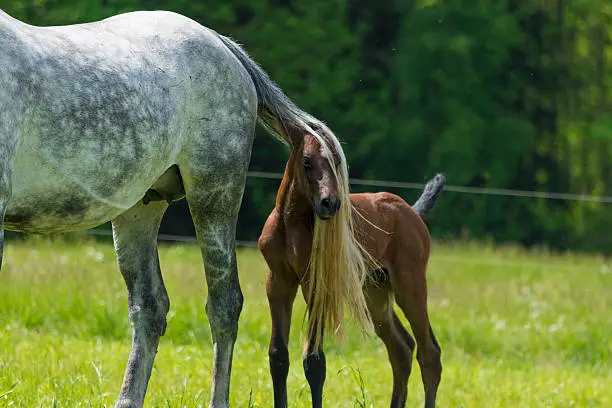 Photo of Funny horse foal playing on pasture with mother mare