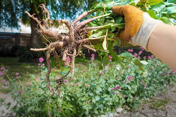 tenant valériane rouge fleur plante avec les racines jardinage gants - perennial plant photos et images de collection