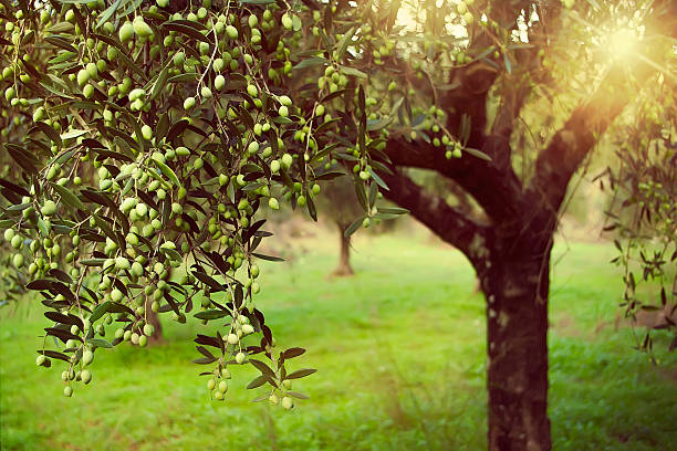 Vintage toned olive grove with sunlight beams stock photo