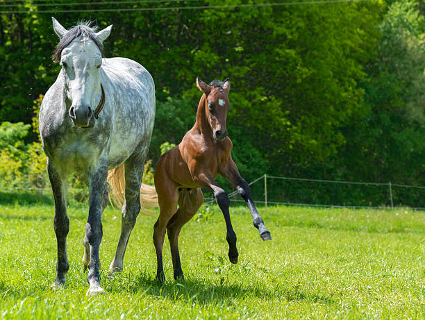 potro playing funny hors'on pasture con madre mare - foal child mare horse fotografías e imágenes de stock