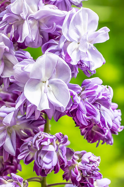 istock Double flower of wisteria 474116752