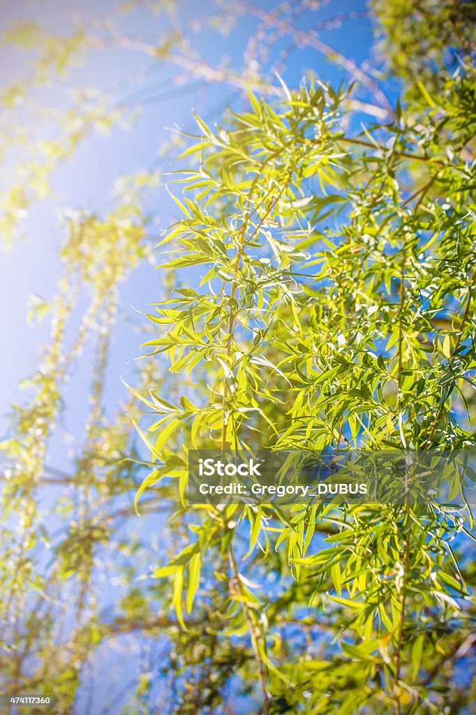 Weeping willow tree leaves branches on blue sky Vertical composition photography in selective focus of branches of green and yellow weeping willow tree leaves, leaf on branch in lush foliage. Shot on clear vibrant blue sky without clouds in spring / summer season, view from below. 2015 Stock Photo