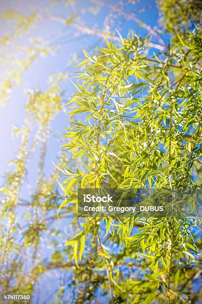 Weeping Willow Tree Leaves Branches On Blue Sky Stock Photo - Download Image Now - 2015, Blue, Branch - Plant Part