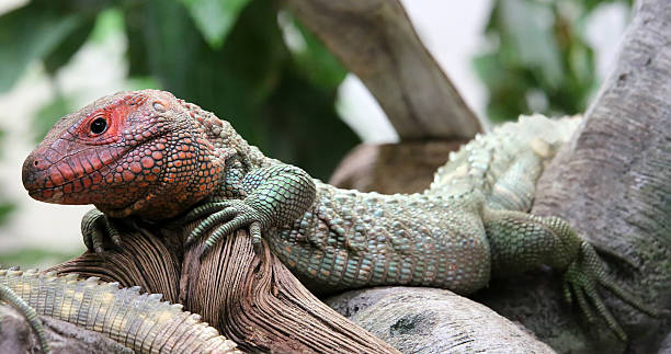 istock Close-up view of a Northern Caiman Lizard 474117458