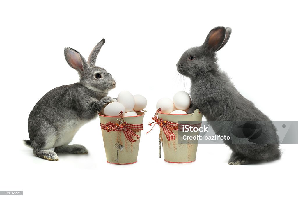 rabbit grey rabbit near a bucket with easter eggs, isolated on white, studio shot 2015 Stock Photo