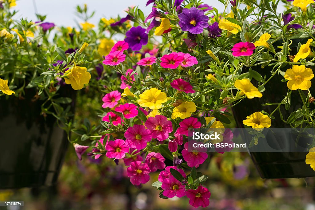 Calibrachoa Pink, Yellow and Purple Calibrachoa (Million Bells) flowers.  Also known as Trailing Petunias. 2015 Stock Photo