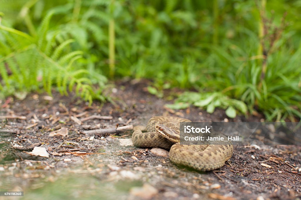 Adder - Vipera berus Adder coiled up on the ground near to fern 2015 Stock Photo