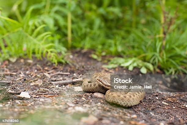 Adder Vipera Berus Stock Photo - Download Image Now - 2015, Adder, Bracken