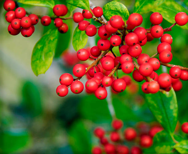 istock Cluster of red berries 474119505
