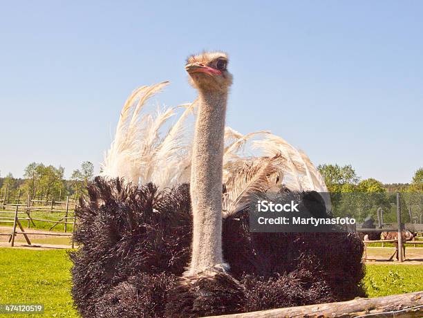 Avestruz En La Naturaleza Foto de stock y más banco de imágenes de Avestruz - Avestruz, Aire libre, Alerta