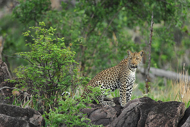 istock Female leopard on rocks watching surroundings 474121370