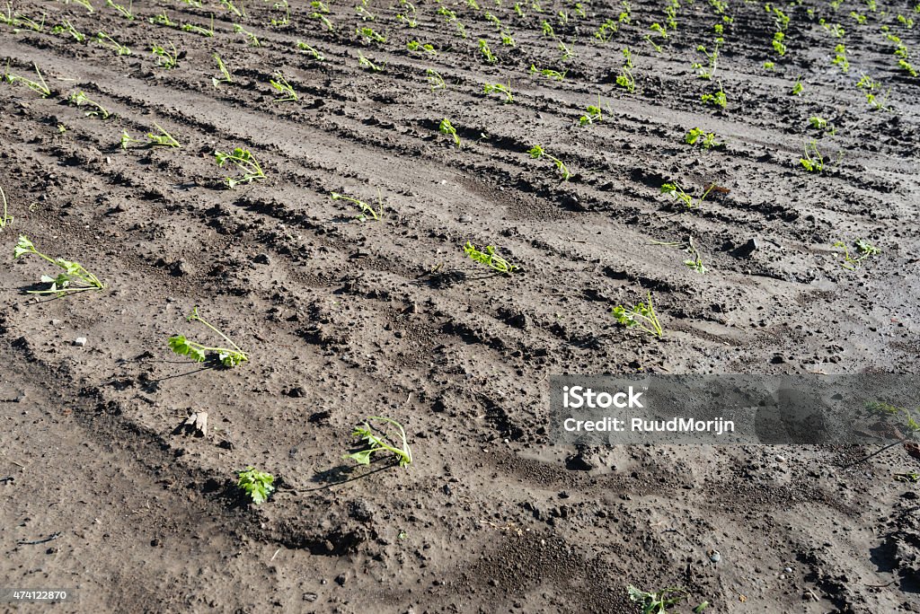 Recentemente plantadas aipo mudas em fileiras de - Foto de stock de 2015 royalty-free
