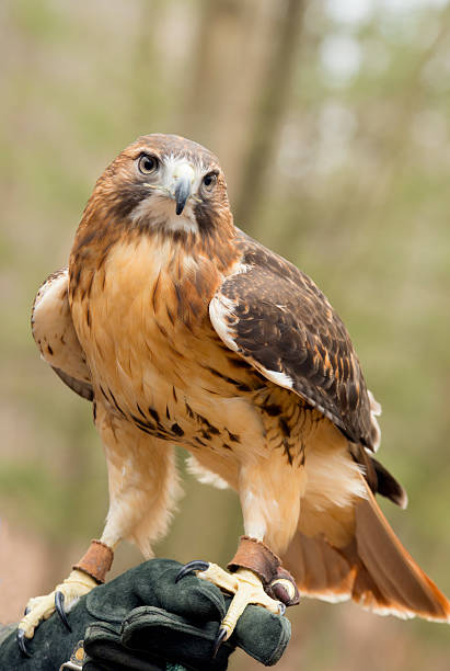 istock Close up Red Tailed Hawk sitting on glove. 474125172