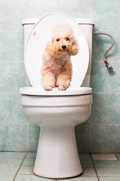 istock Smart biege poodle dog pooping into toilet bowl 474125204