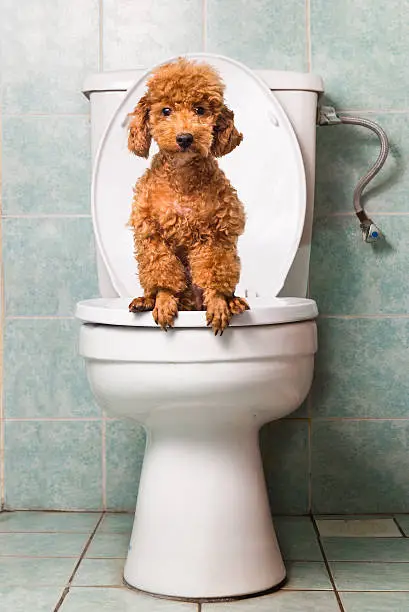 Smart brown poodle dog pooping into toilet bowl