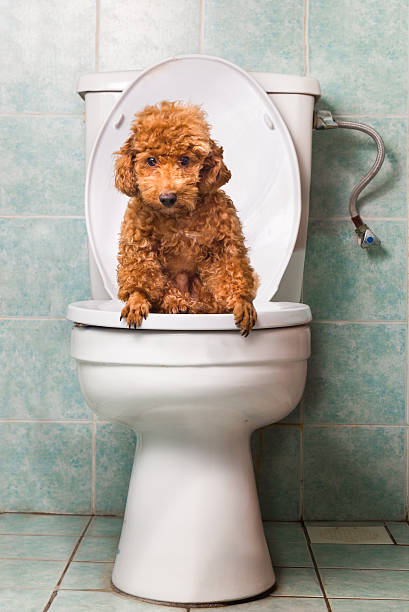 istock Smart brown poodle dog pooping into toilet bowl 474125210