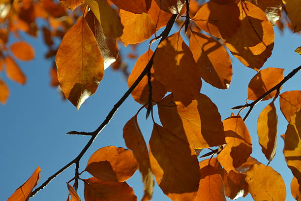 istock Orange/brown coloured leafs in autumn. 474125324
