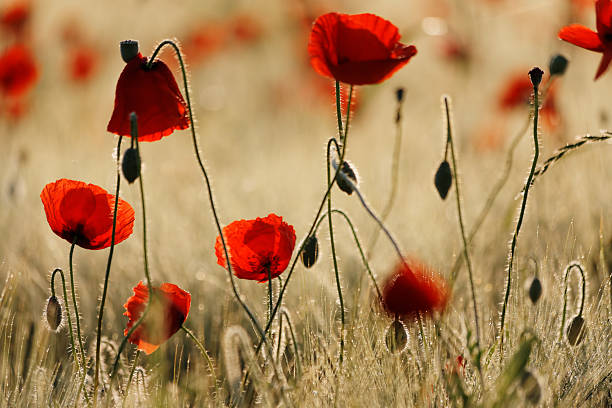 istock Poppy flowers 474126788