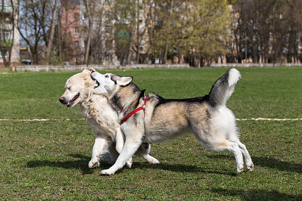istock Siberian Husky bites another dog behind his head. 474126878