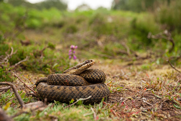 북살무사-vipera berus - adder 뉴스 사진 이미지