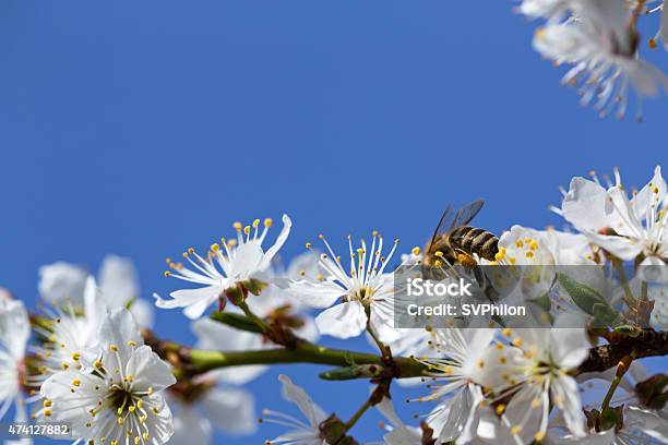 The Bee Collects Nectar From Flowering Trees Stock Photo - Download Image Now - Cherry Tree, Uncultivated, Animal Wildlife