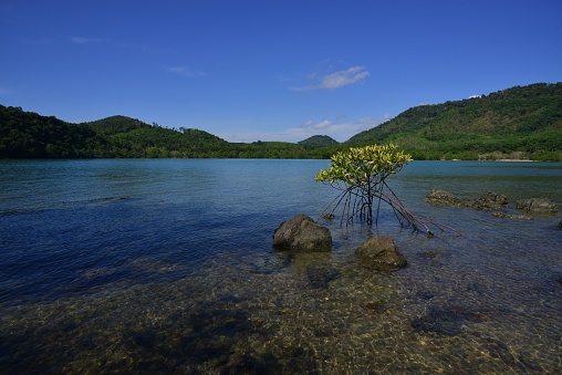 Ta Khao bay a natural beach of mangrove.